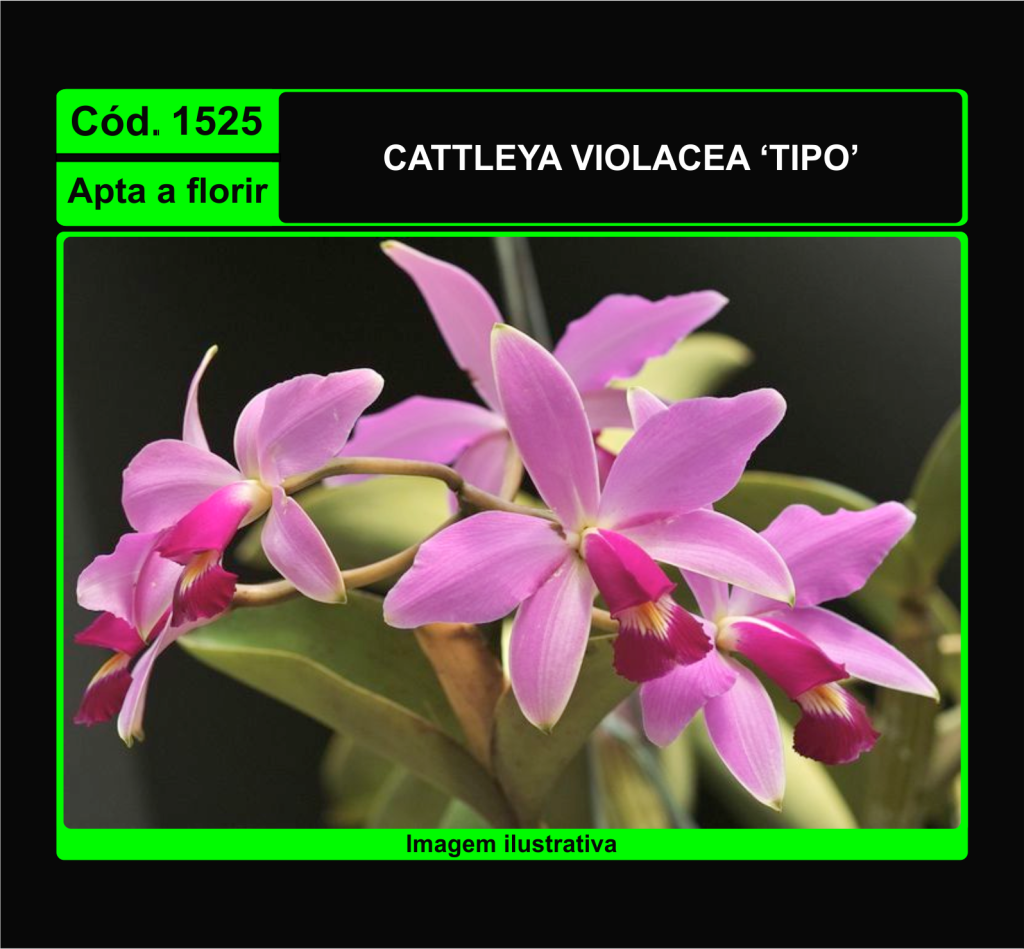 CATTLEYA VIOLACEA 1525