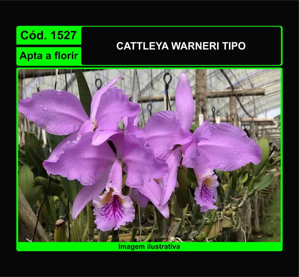 CATTLEYA WARNERI TIPO 1527