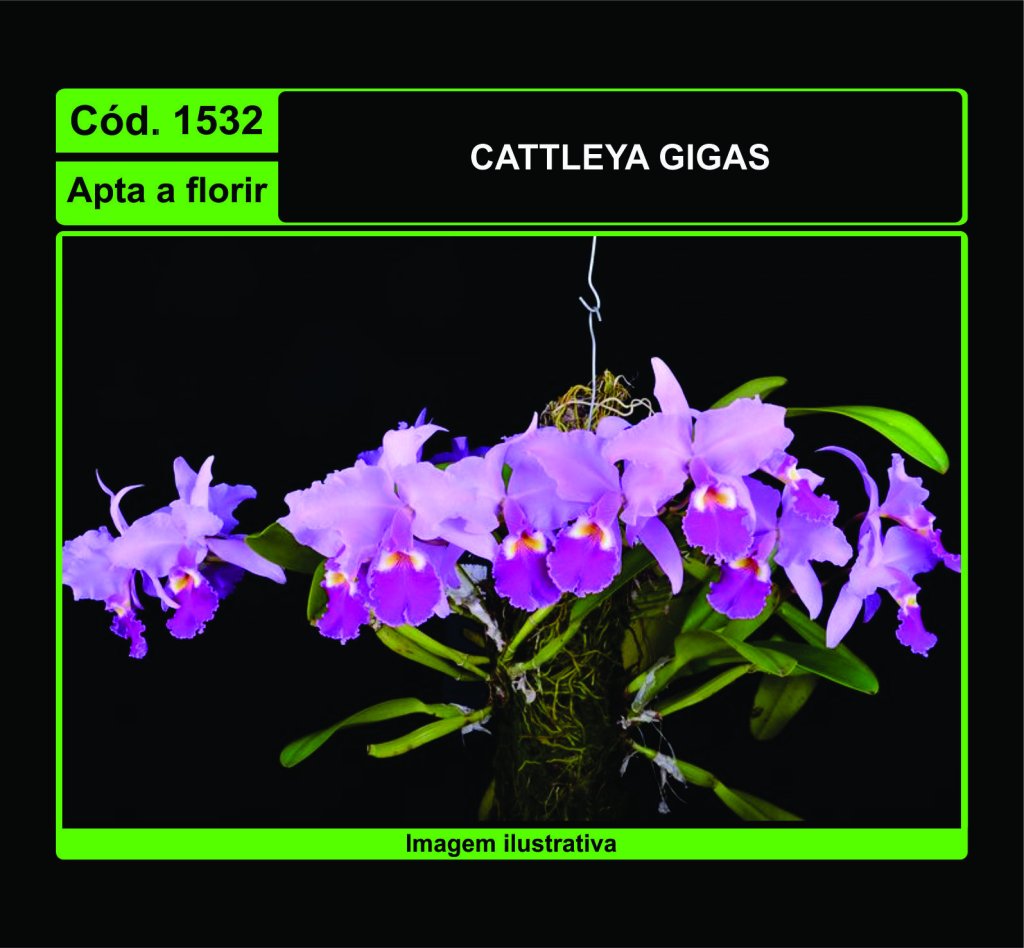 CATTLEYA GIGAS 1532