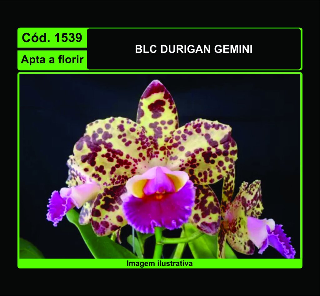 BLC DURIGAN GEMINI 1539