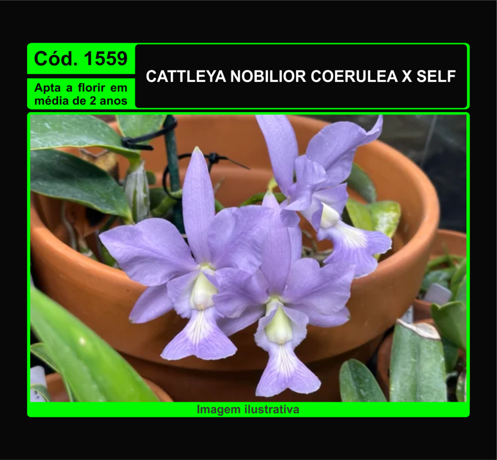 CATTLEYA NOBILIOR COERULEA X SELF MUDA 1559