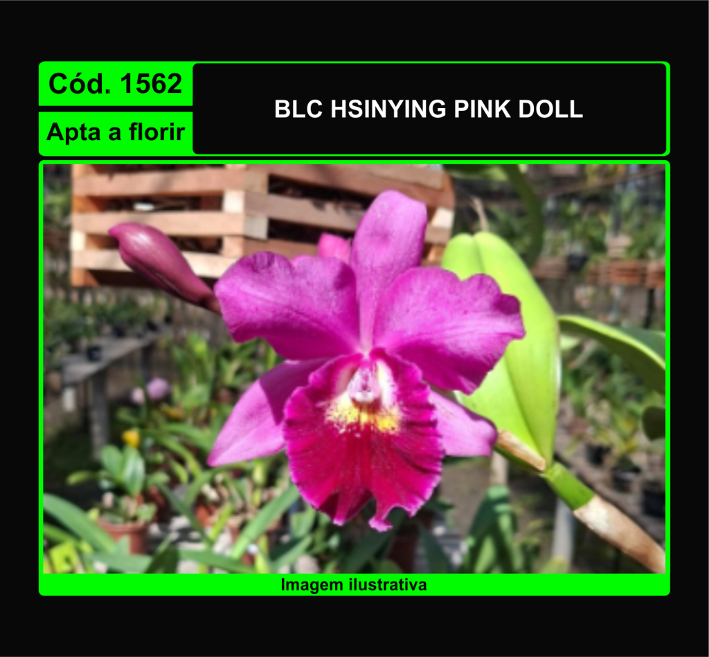 BLC HSINYING PINK DOLL 1562