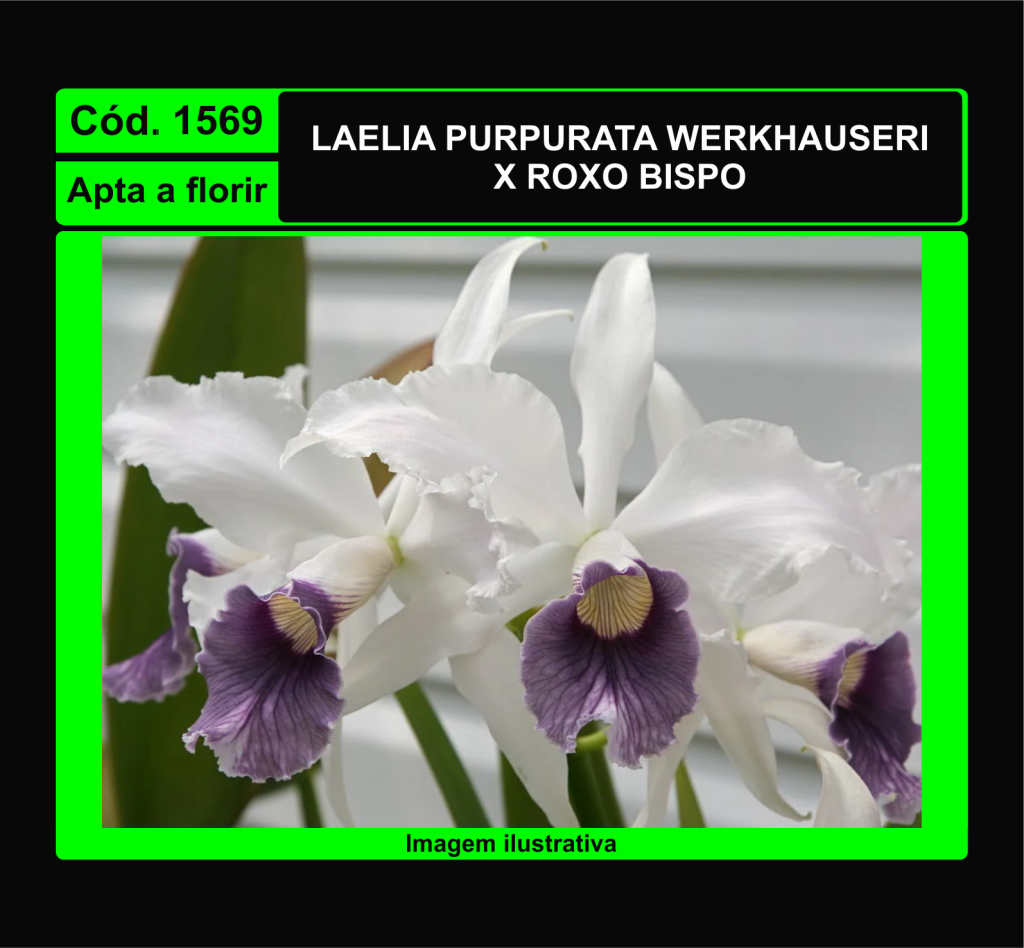 LAELIA PURPURATA WERKHAUSERI X ROXO BISPO 1569