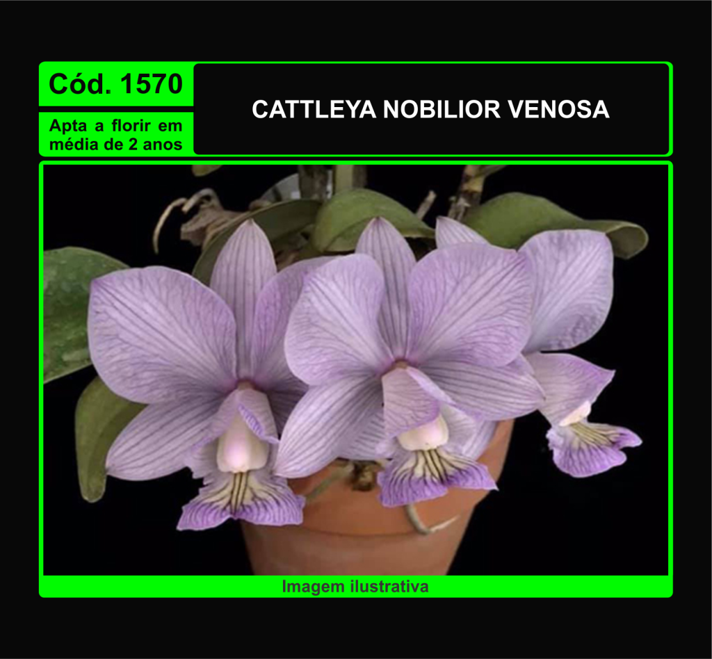 CATTLEYA NOBILIOR VENOSA X SELF MUDA 1570