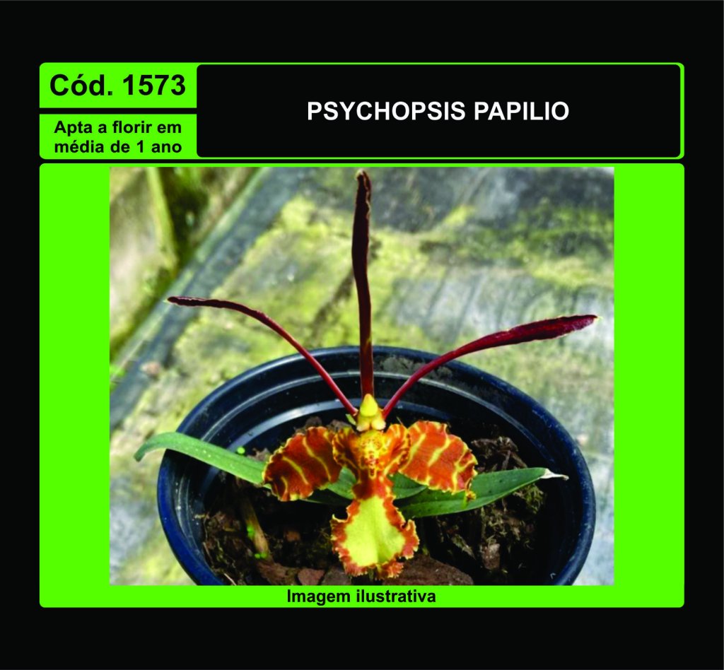 PSYCHOPSIS PAPILIO 1573
