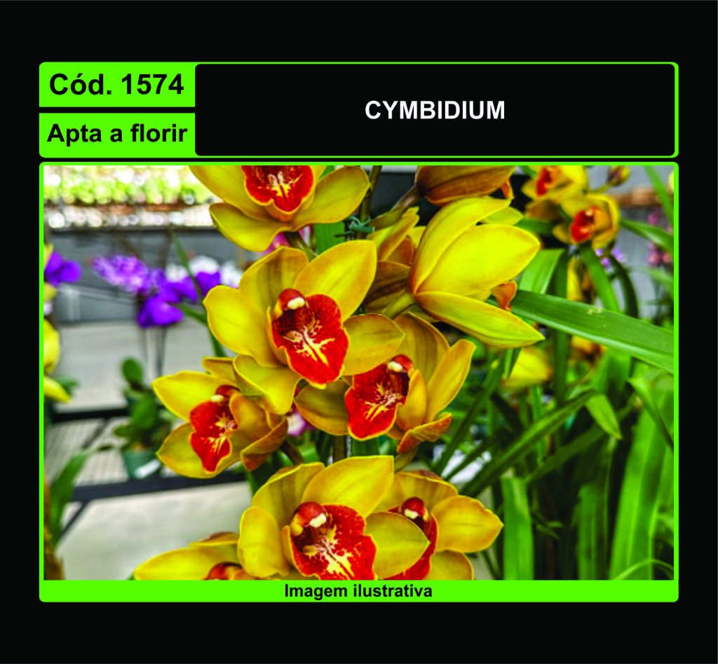 CYMBIDIUM 1574