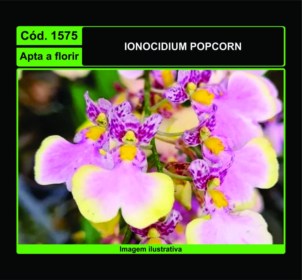 IONOCIDIUM POPCORN 1575
