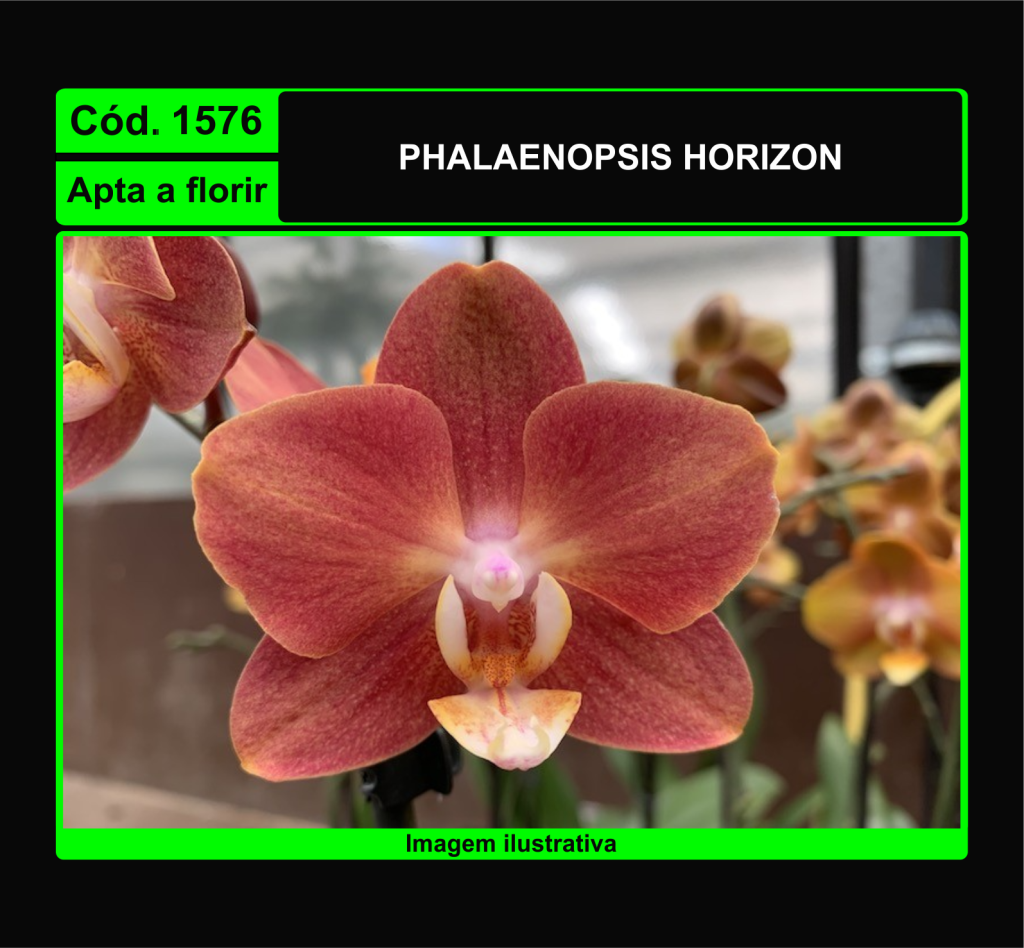 PHALAENOPSIS HORIZON 1576