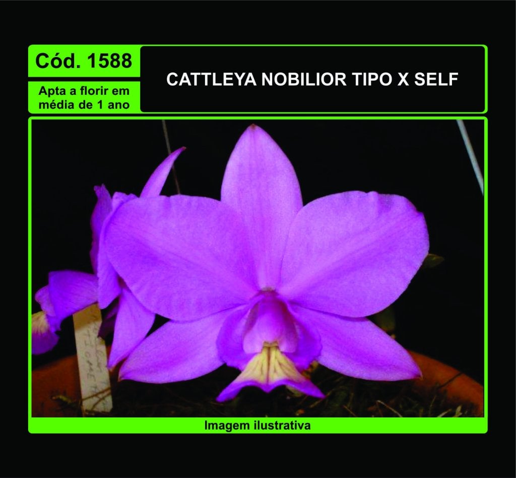 CATTLEYA NOBILIOR TP X SELF PRÉ ADULTA 1588