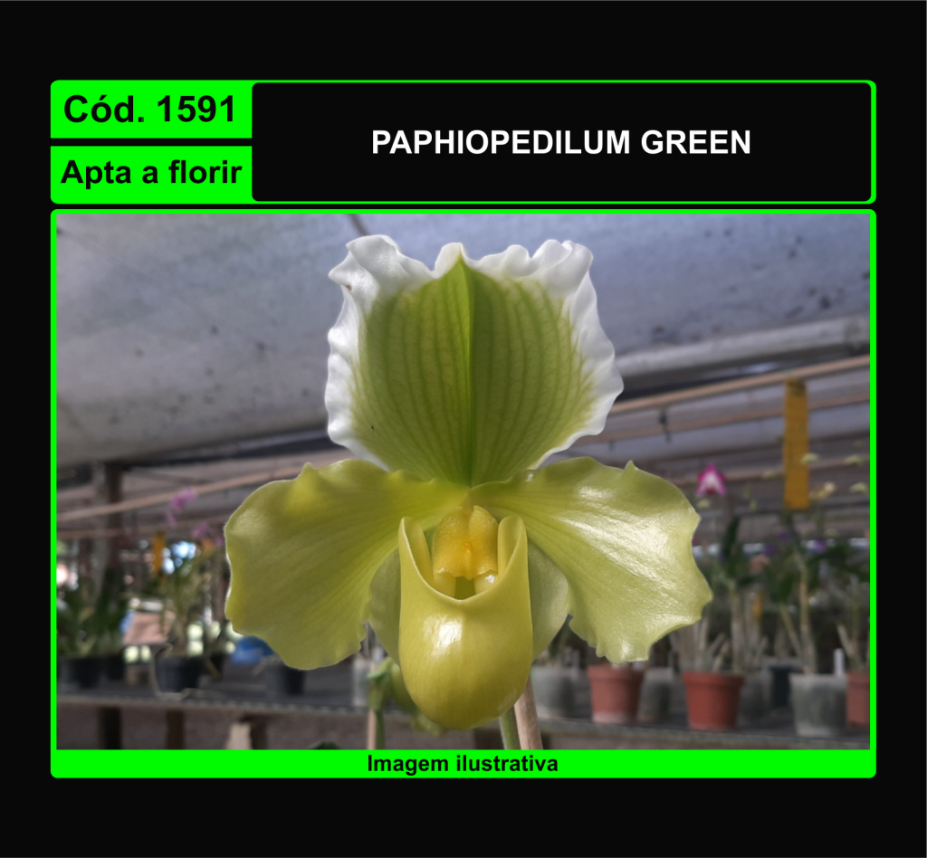 PAPHIOPEDILUM VERDE 1591