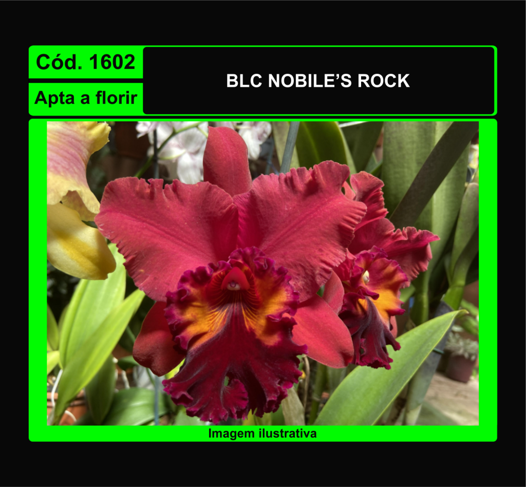 BLC NOBILES ROCK 1602