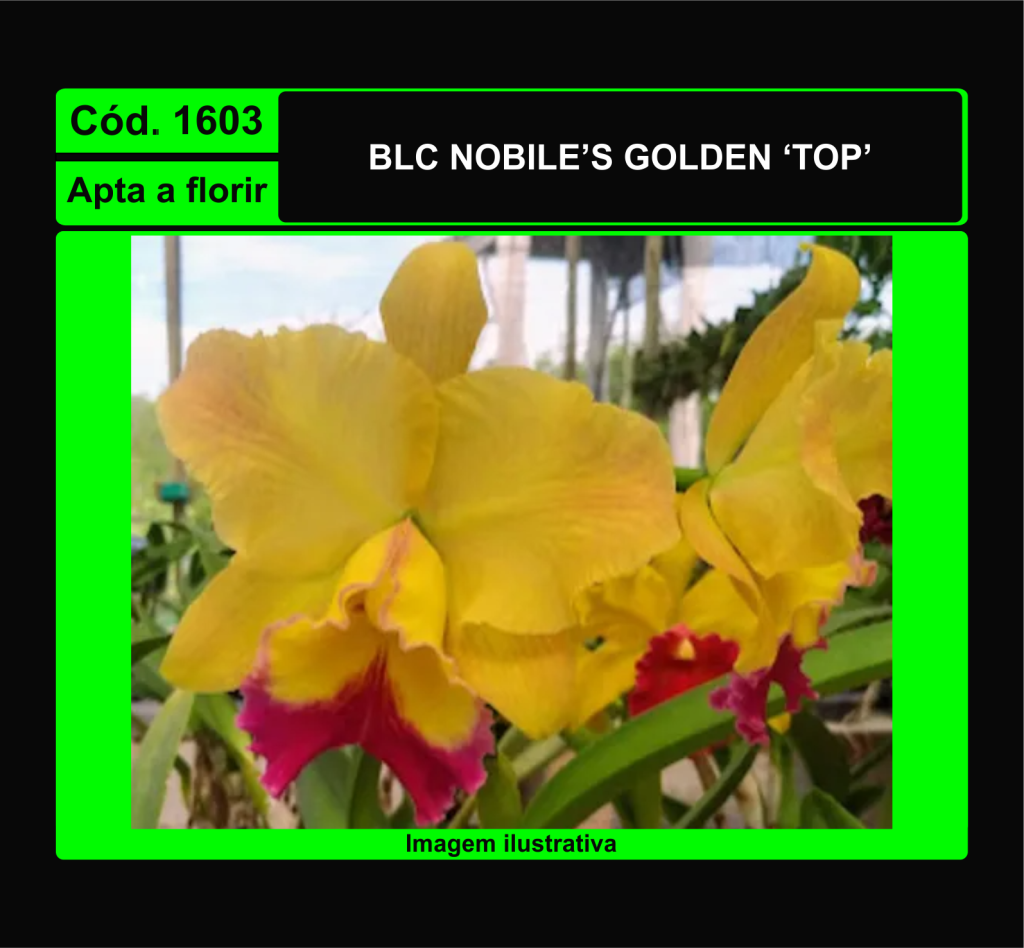 BLC NOBILES GOLDEN TOP 1603