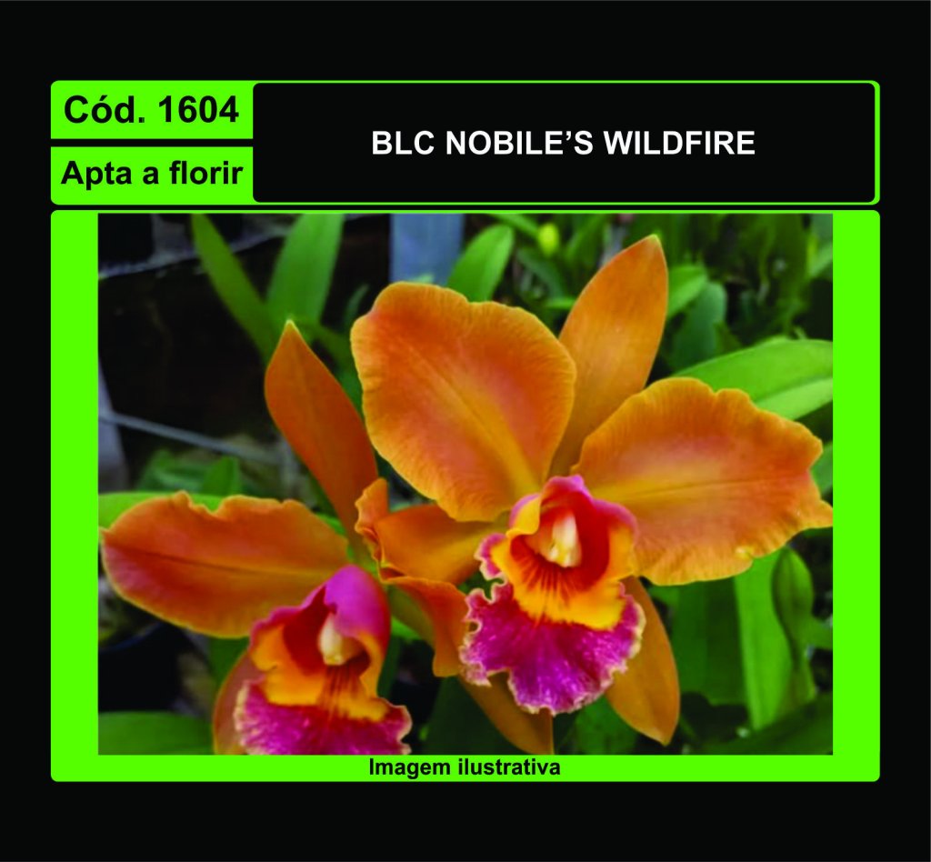 BLC NOBILES WILDFIRE 1604