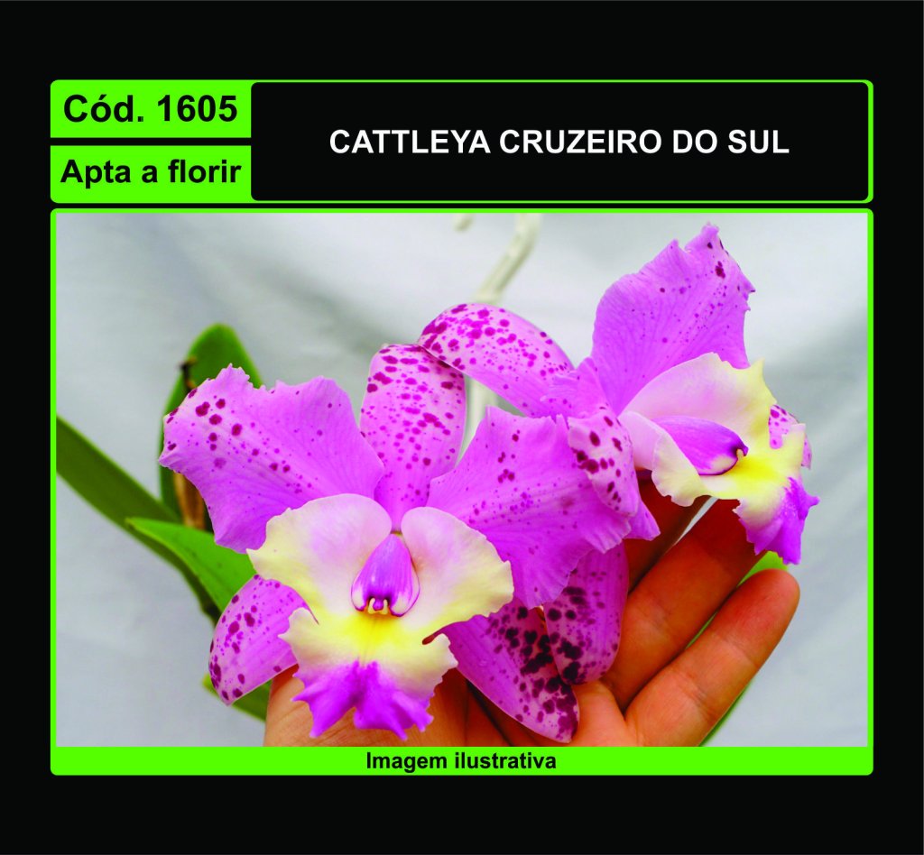 CATTLEYA CRUZEIRO DO SUL 1605
