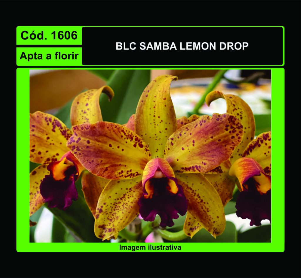 BLC SAMBA LEMON DROP 1606