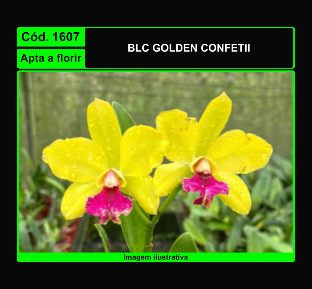 BLC CHINESE BRONZE X NOBILES CONFETTI 1607