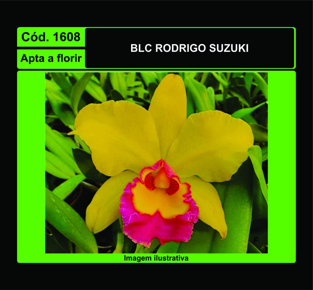 BLC RODRIGO SUZUKI 1608