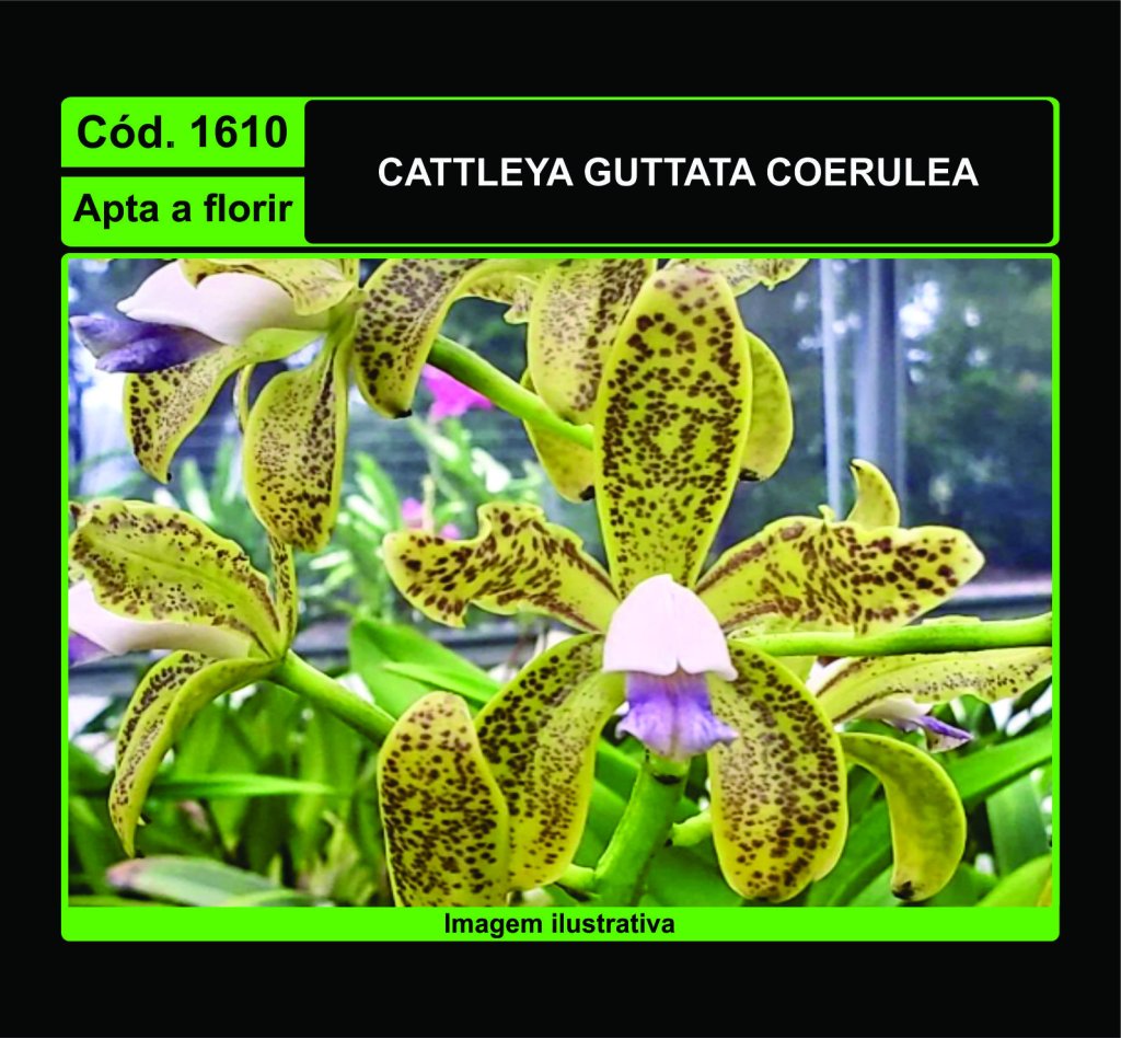 CATTLEYA GUTTATA COERULEA 1610
