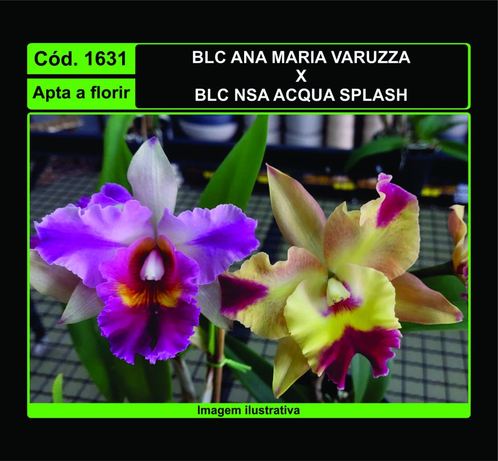 BLC ANA MARIA VARUZZA X BLC NSA ACQUA SPLASH NS 1631