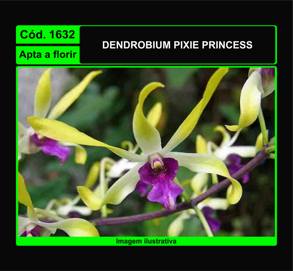 DENDROBIUM PIXIE PRINCESS 1632