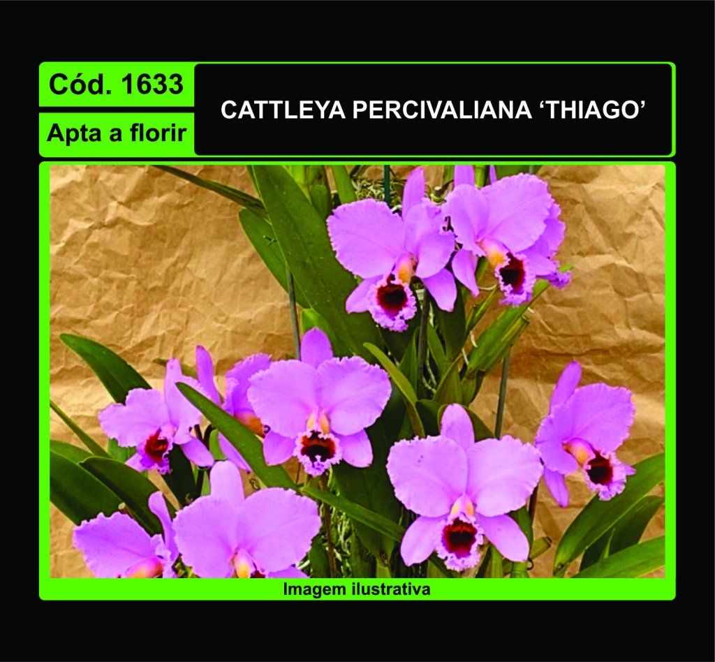 CATTLEYA PERCIVALIANA THIAGO 1633