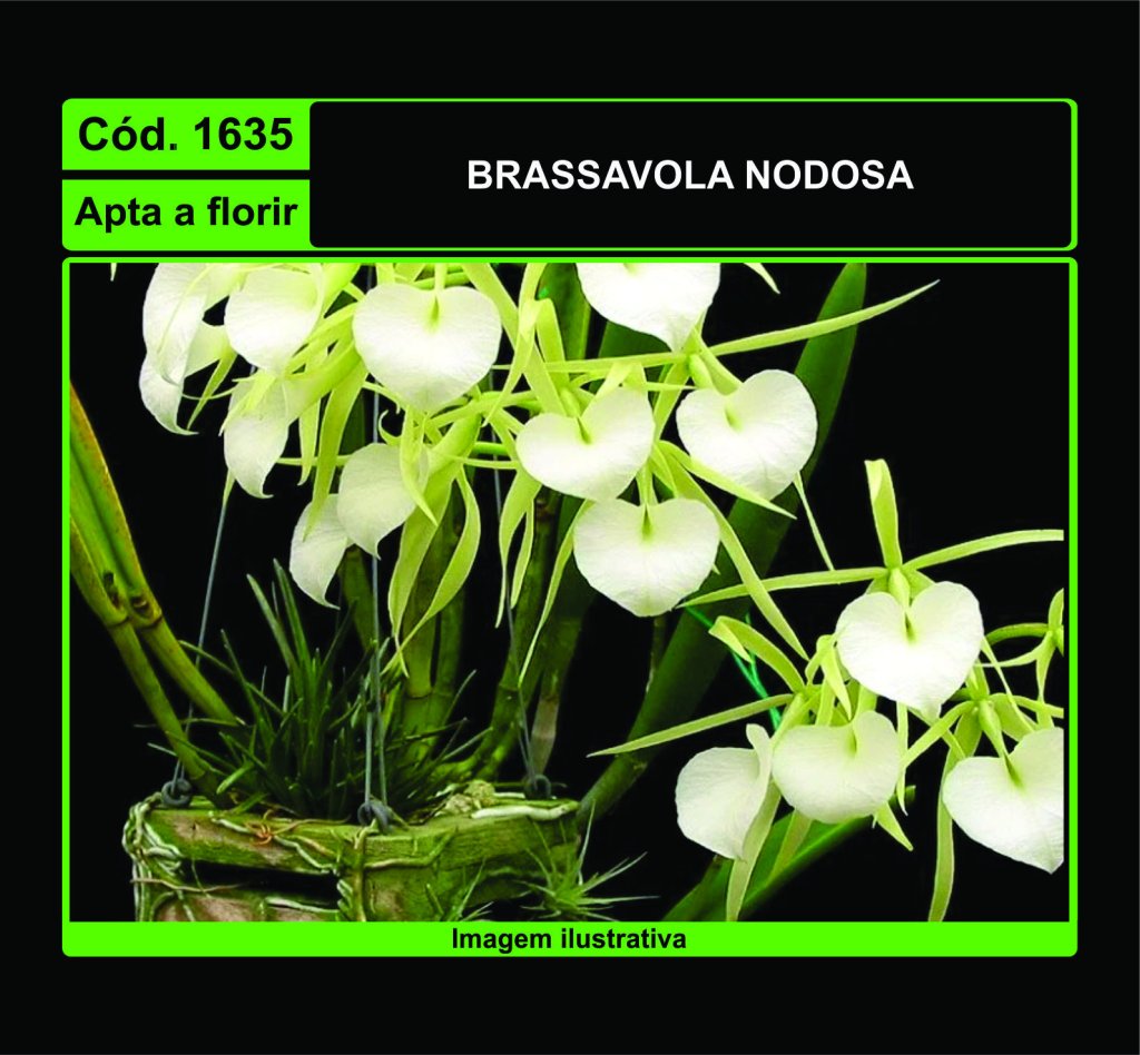 BRASSAVOLA NODOSA 1635