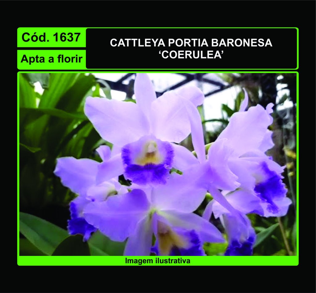 CATTLEYA PORTIA BARONESA COERULEA 1637