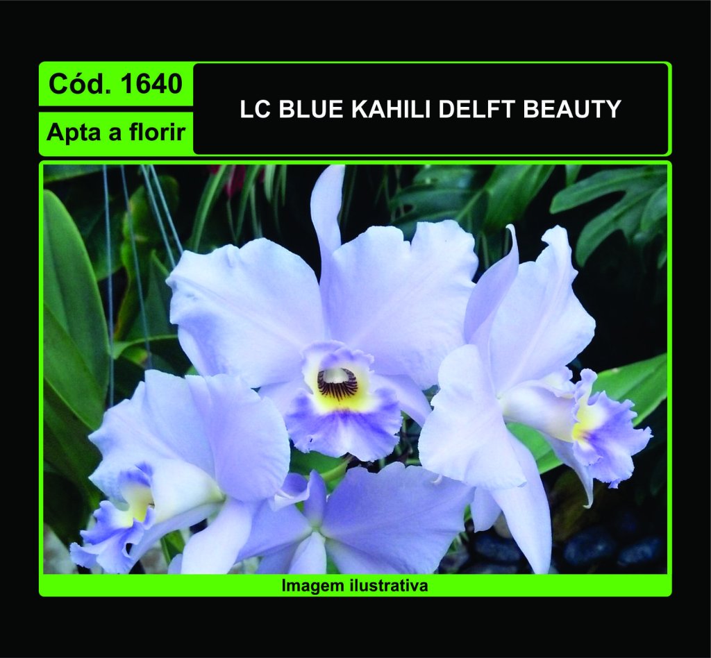 LC BLUE KAHILI DELFT BEAUTY 1640