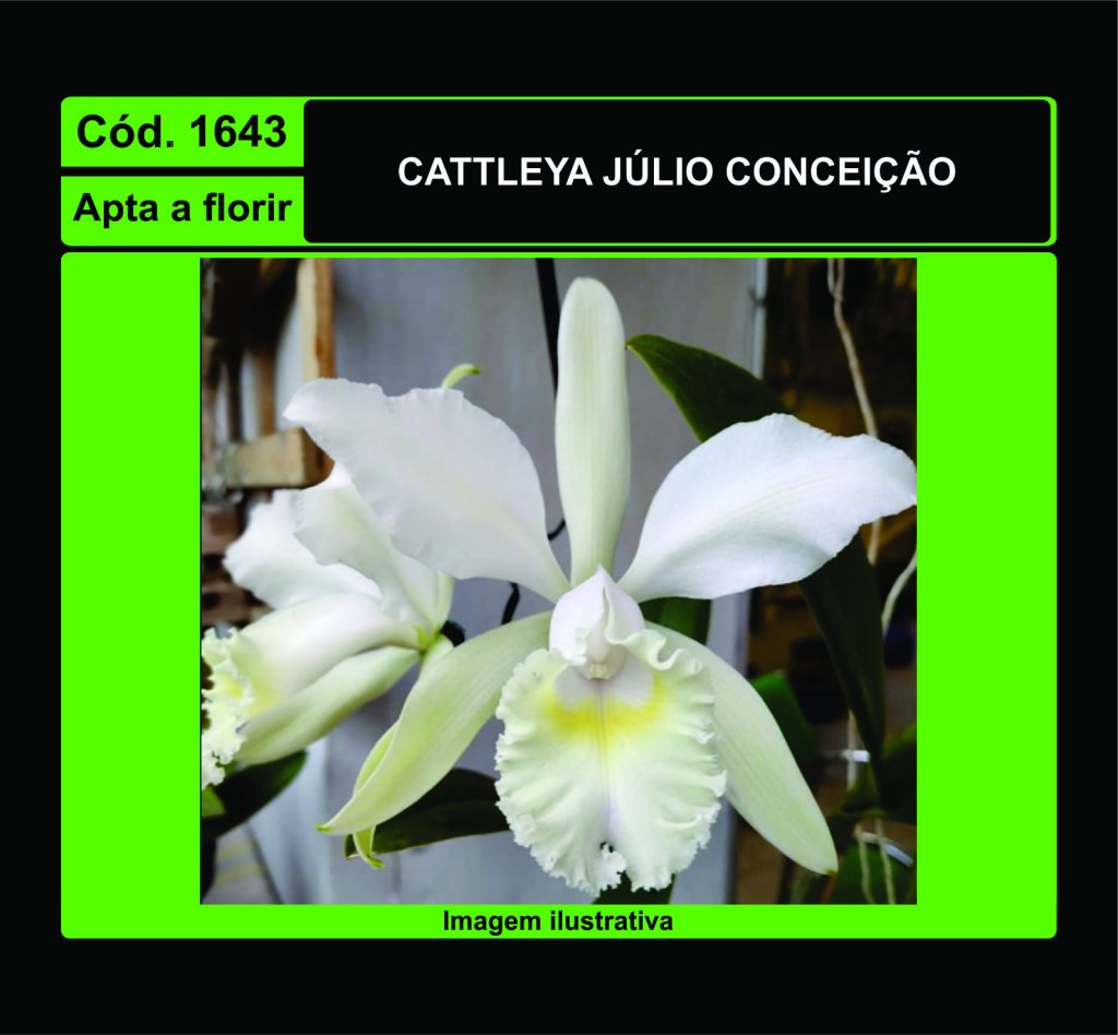 CATTLEYA JULIO CONCEICAO X SELF 1643