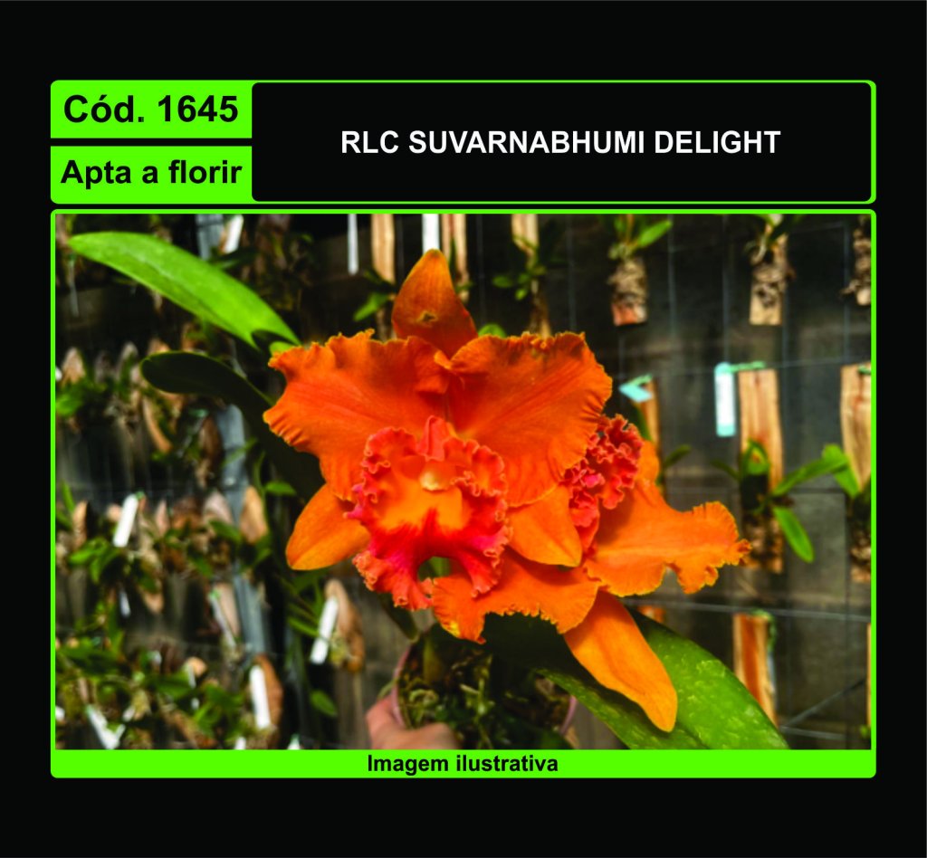 RLC SUVARNABHUMI DELIGHT 1645