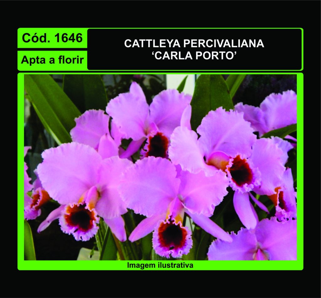CATTLEYA PERCIVALIANA CARLA PORTO 1646