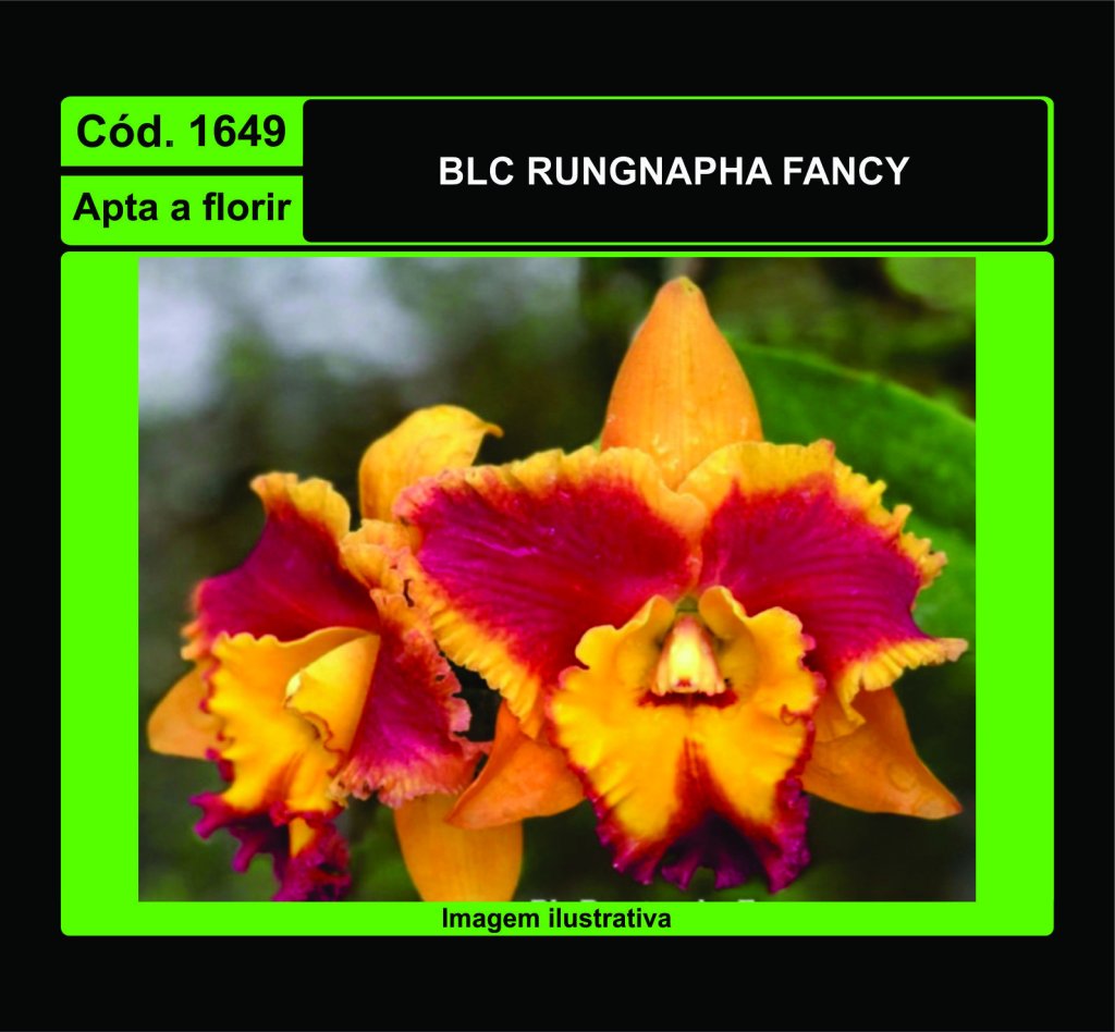 BLC RUNGNAPHA FANCY 1649