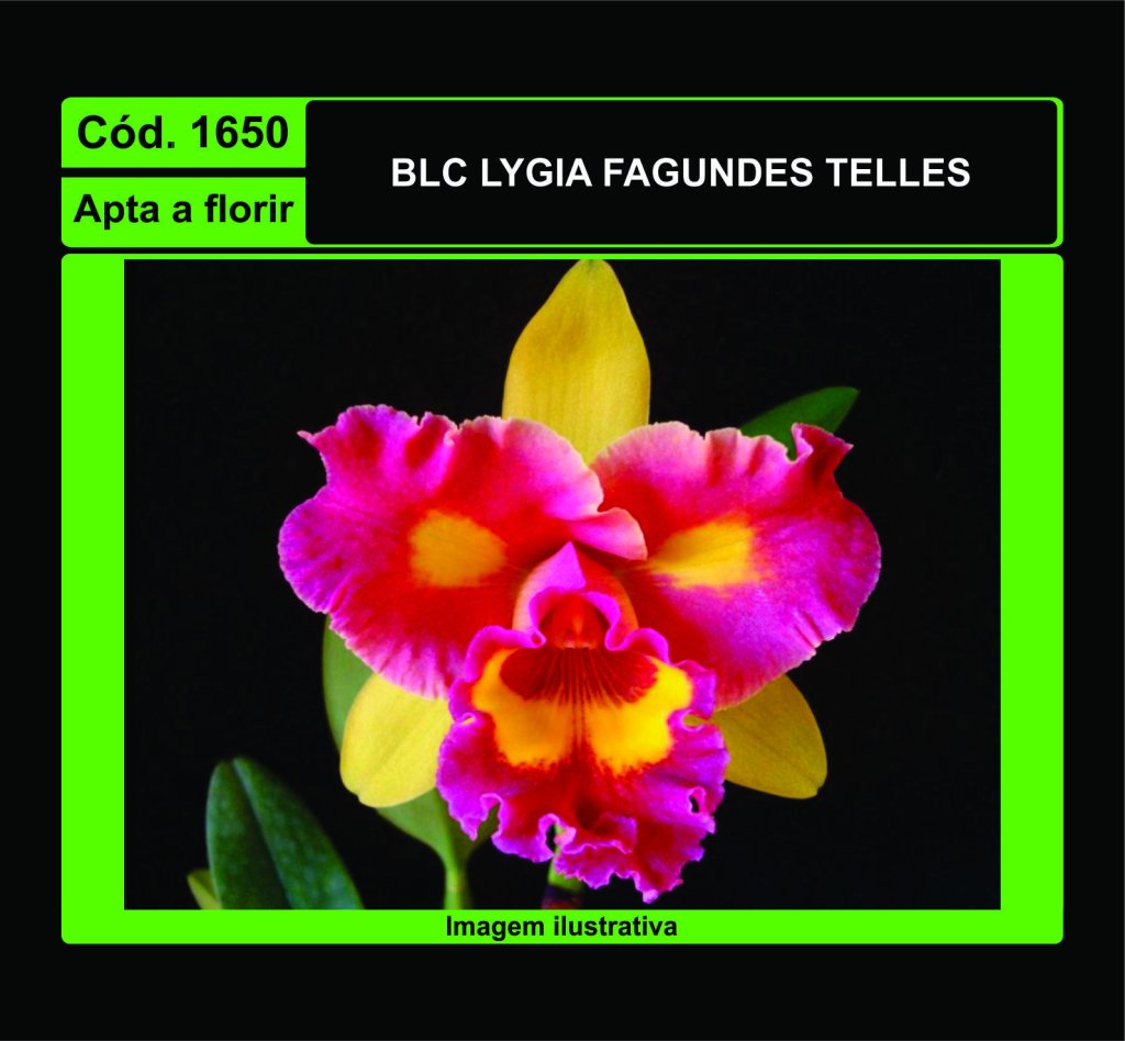 BLC LYGIA FAGUNDES TELLES 1650