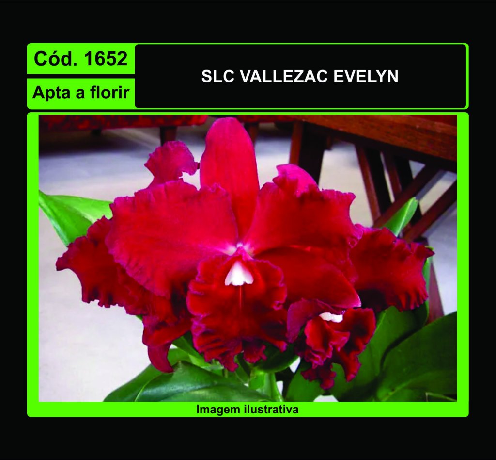 SLC VALLEZAC EVELYN 1652