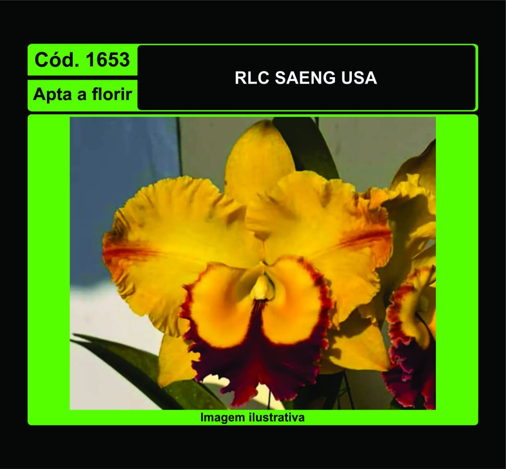 RLC SAENG USA 1653