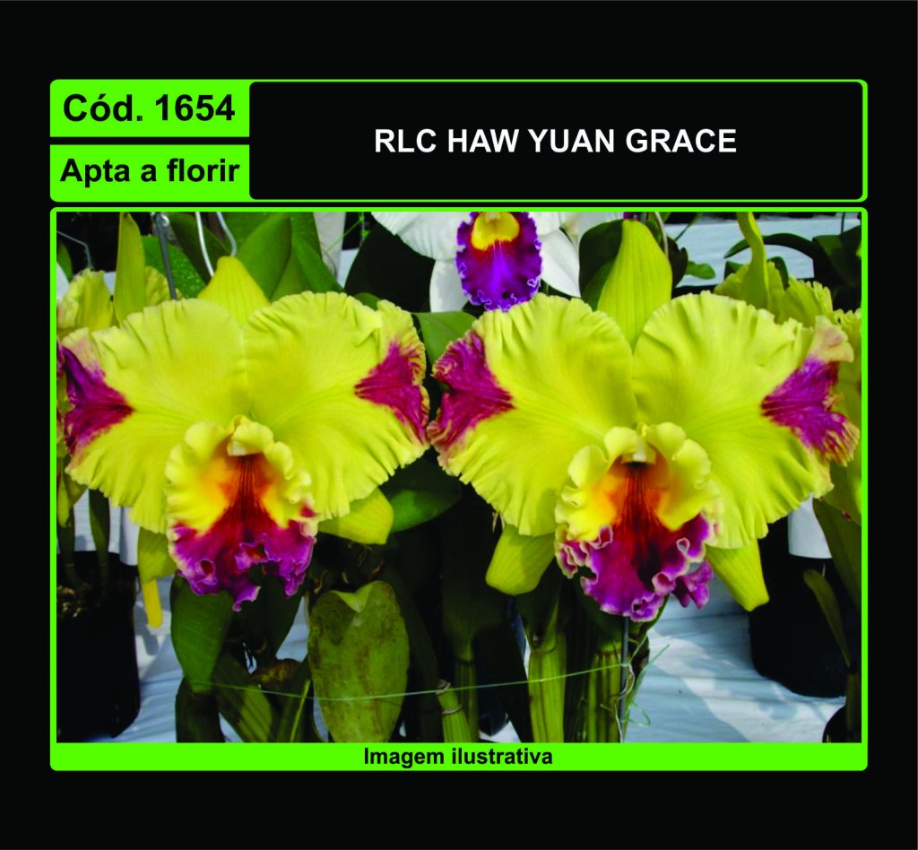 RLC HAW YUAN GRACE 1654