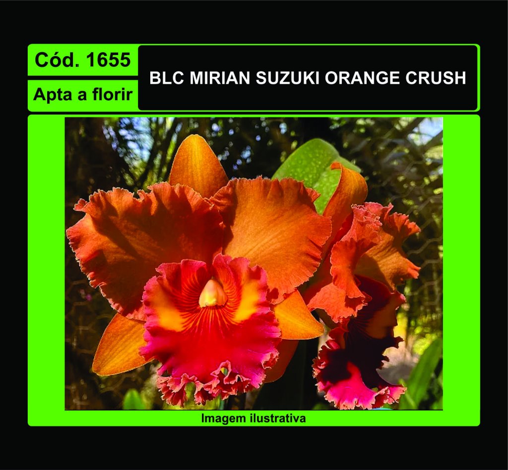 BLC MIRIAN SUZUKI ORANGE CRUSH 1655