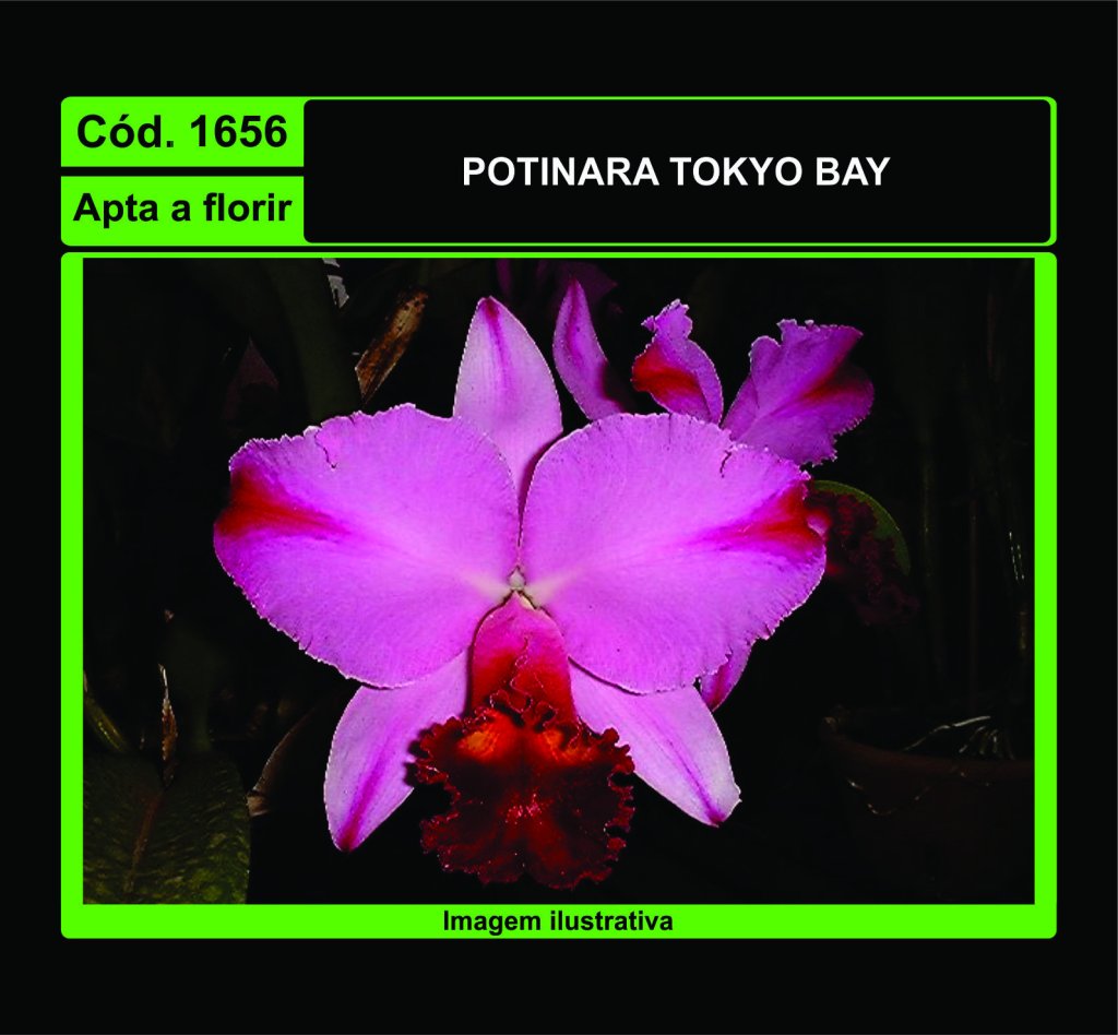 POTINARA TOKYO BAY 1656
