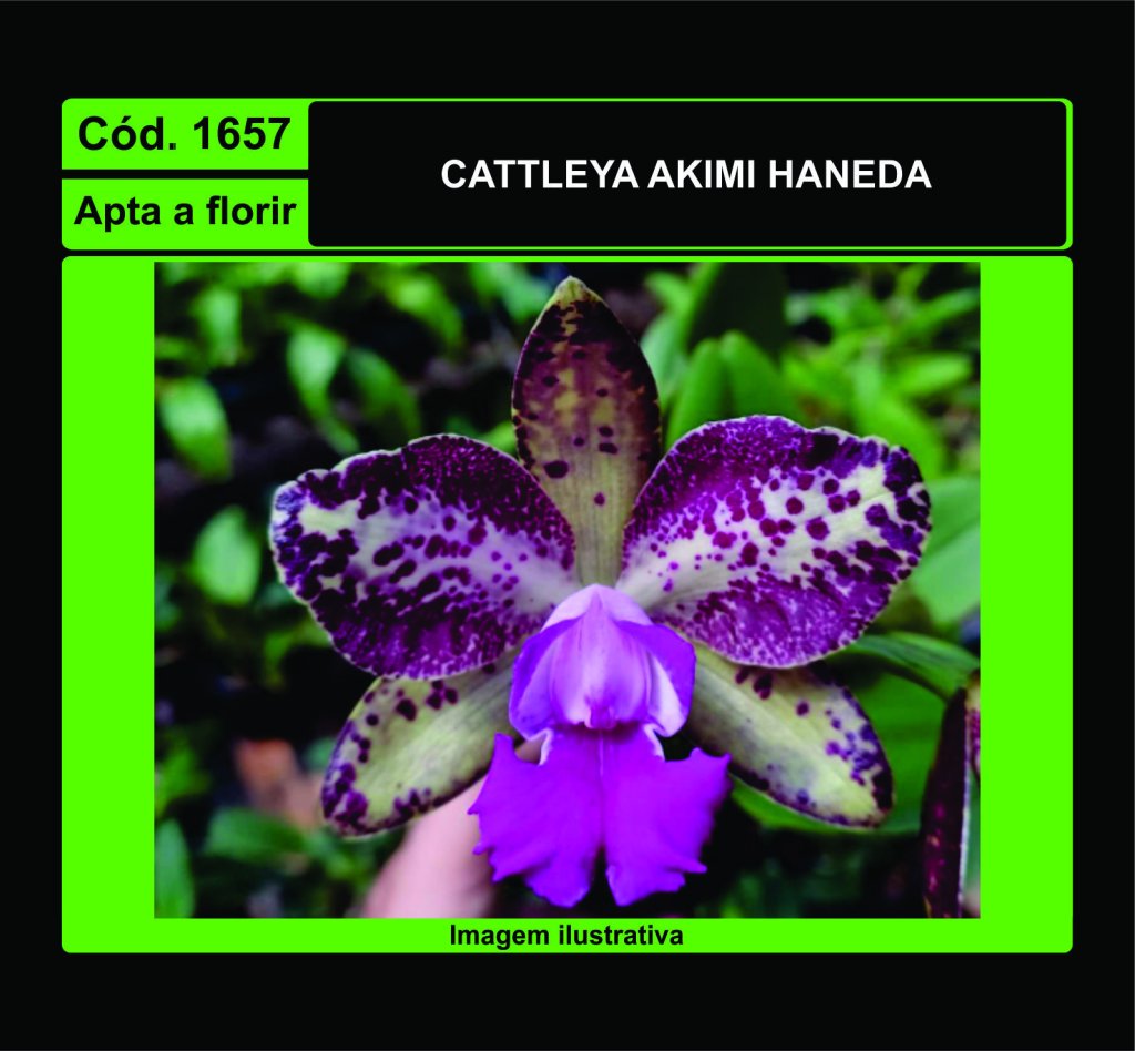 CATTLEYA AKIMI HANEDA 1657