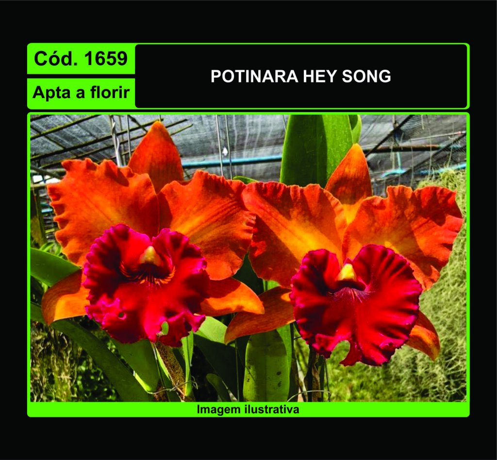 POTINARA HEY SONG 1659