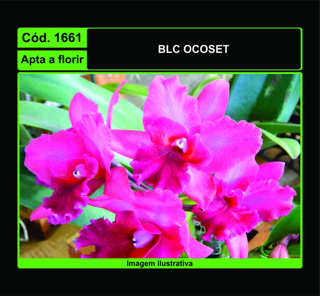 BLC OCOSET 1661