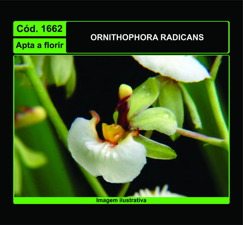 ORNITHOPHORA RADICANS 1662