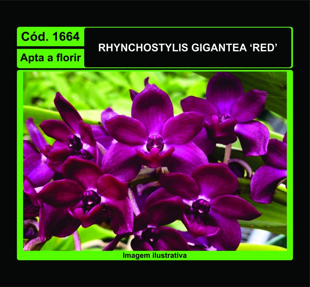 RHYNCHOSTYLIS GIGANTEA RED 1664
