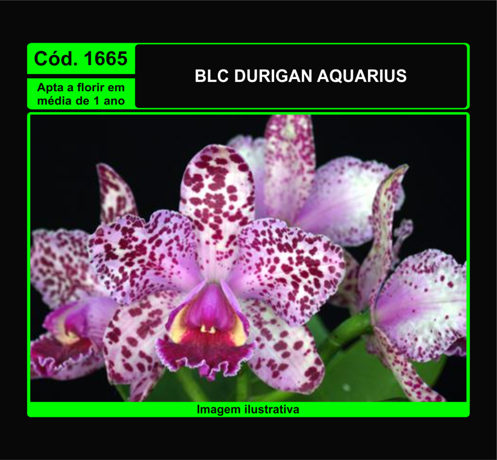 BLC DURIGAN AQUARIUS PRÉ ADULTA 1665