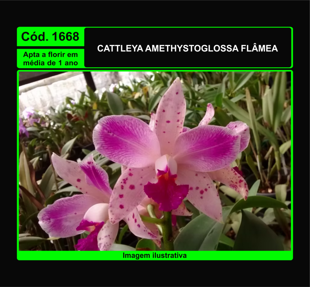 CATTLEYA AMETHYSTOGLOSSA FLAMEA PRÉ ADULTA 1668