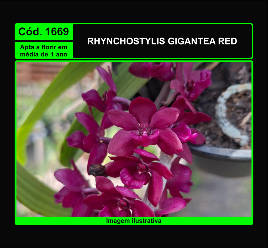 RHYNCHOSTYLIS GIGANTEA RED PRÉ ADULTA 1669