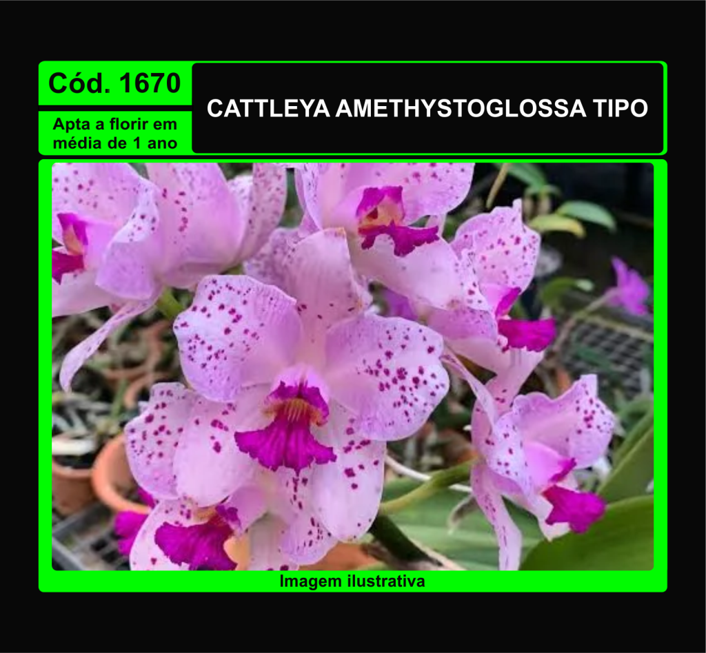 CATTLEYA AMETHYSTOGLOSSA TP PRÉ ADULTA 1670