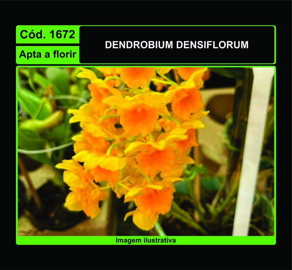 DENDROBIUM DENSIFLORUM 1672