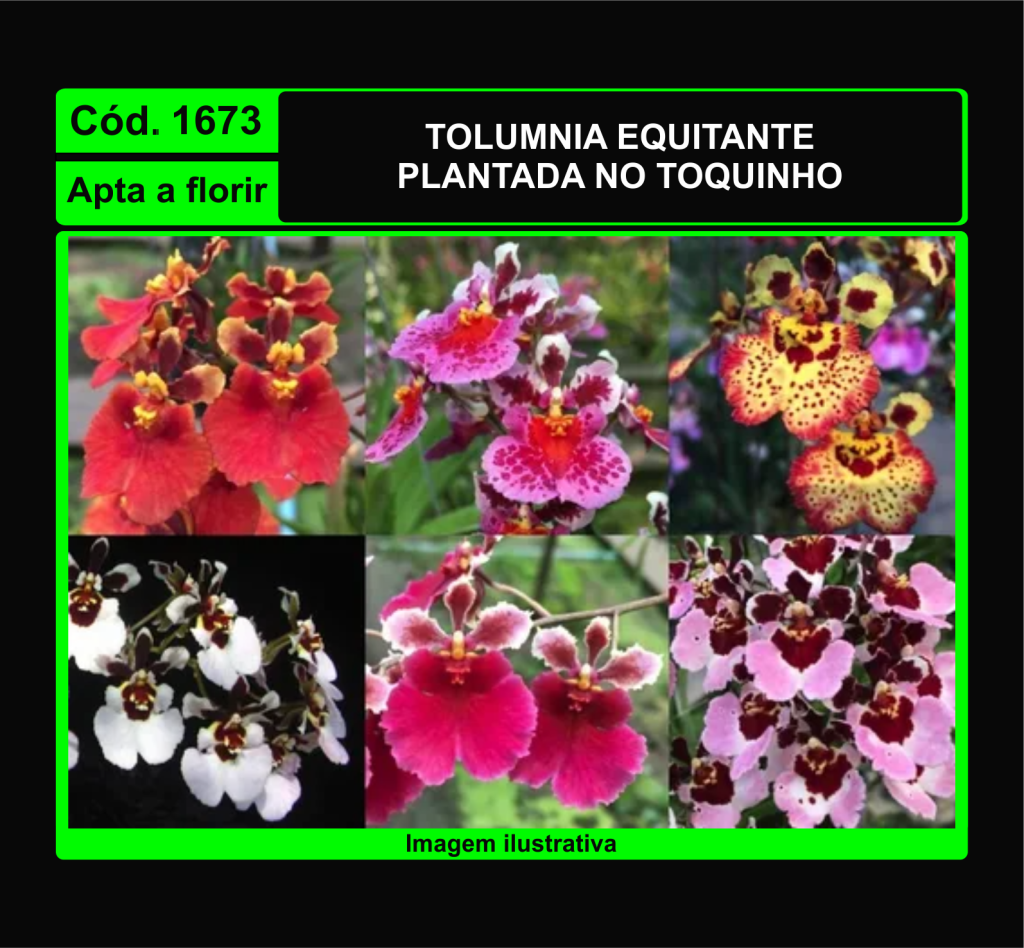 TOLUMNIA EQUITANTE TC 1673