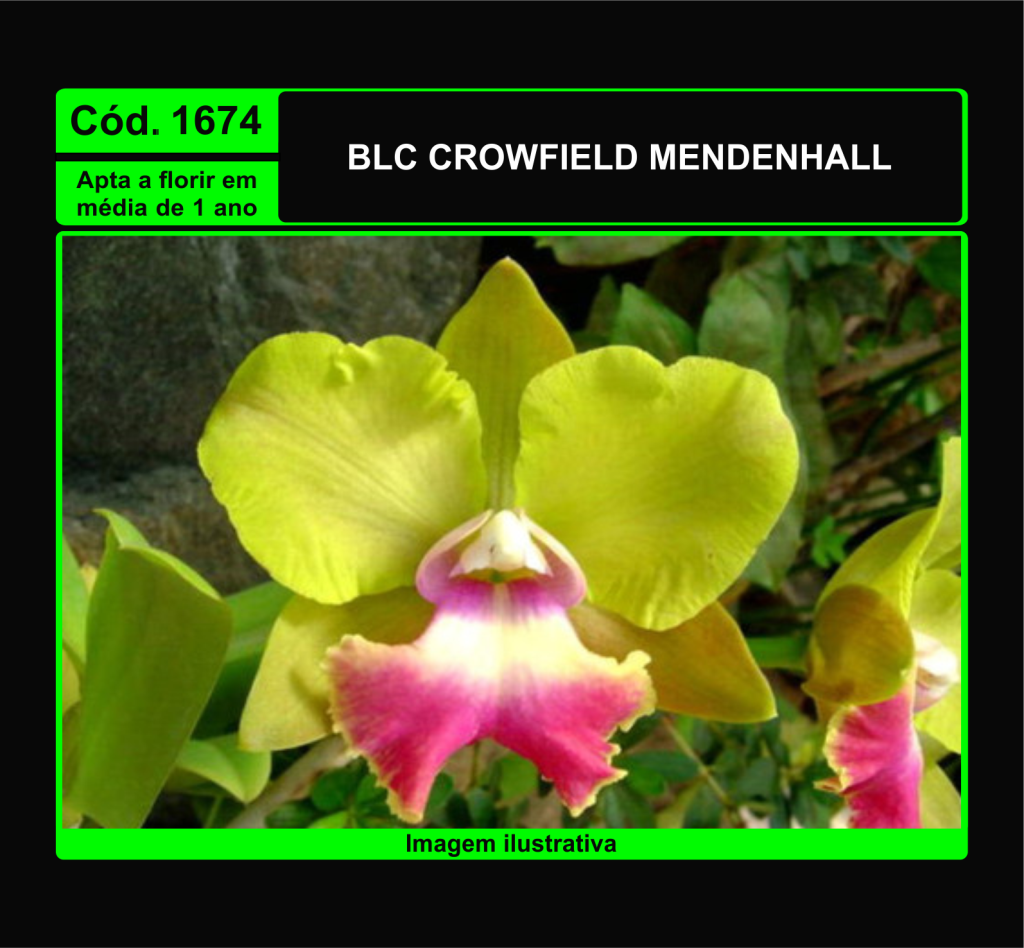 BLC CROWFIELD MENDENHALL PRÉ ADULTA TC 1674